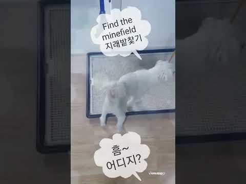 #지뢰밭 찾기
