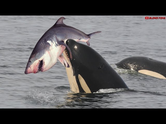 Incredible Orca Hunt Shark - Killer Whale VS Shark Amazing Comparison! - Blondi Foks class=