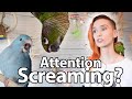 Attention Screaming | Behaviour Solutions