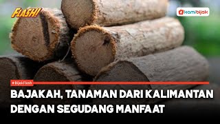 Bajakah, Tanaman dari Kalimantan dengan Segudang Manfaat untuk Mengobati Penyakit