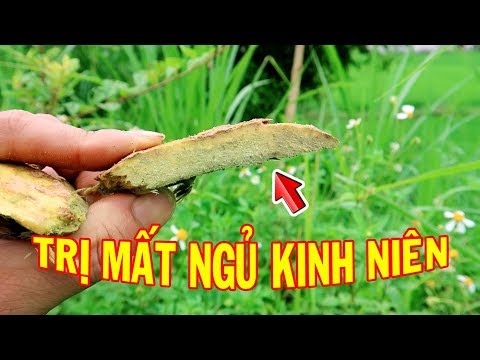 Video Cây Trị chứng Mất Ngủ Kinh Niên rất hay | THAODUOC.NET - youtube