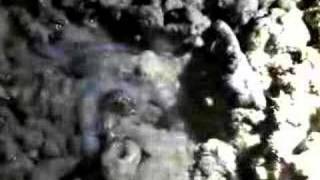 Octopus breathing