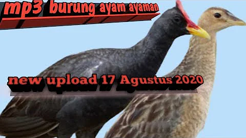 suara burung ayam ayaman pikat mp3