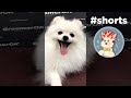 Pomeranian spitz grooming  groomerok shorts