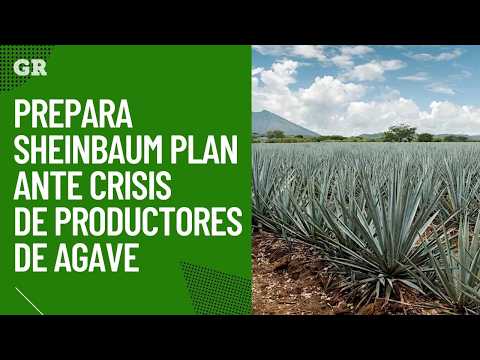 Sheinbaum prepares plan to address agave producers' crisis