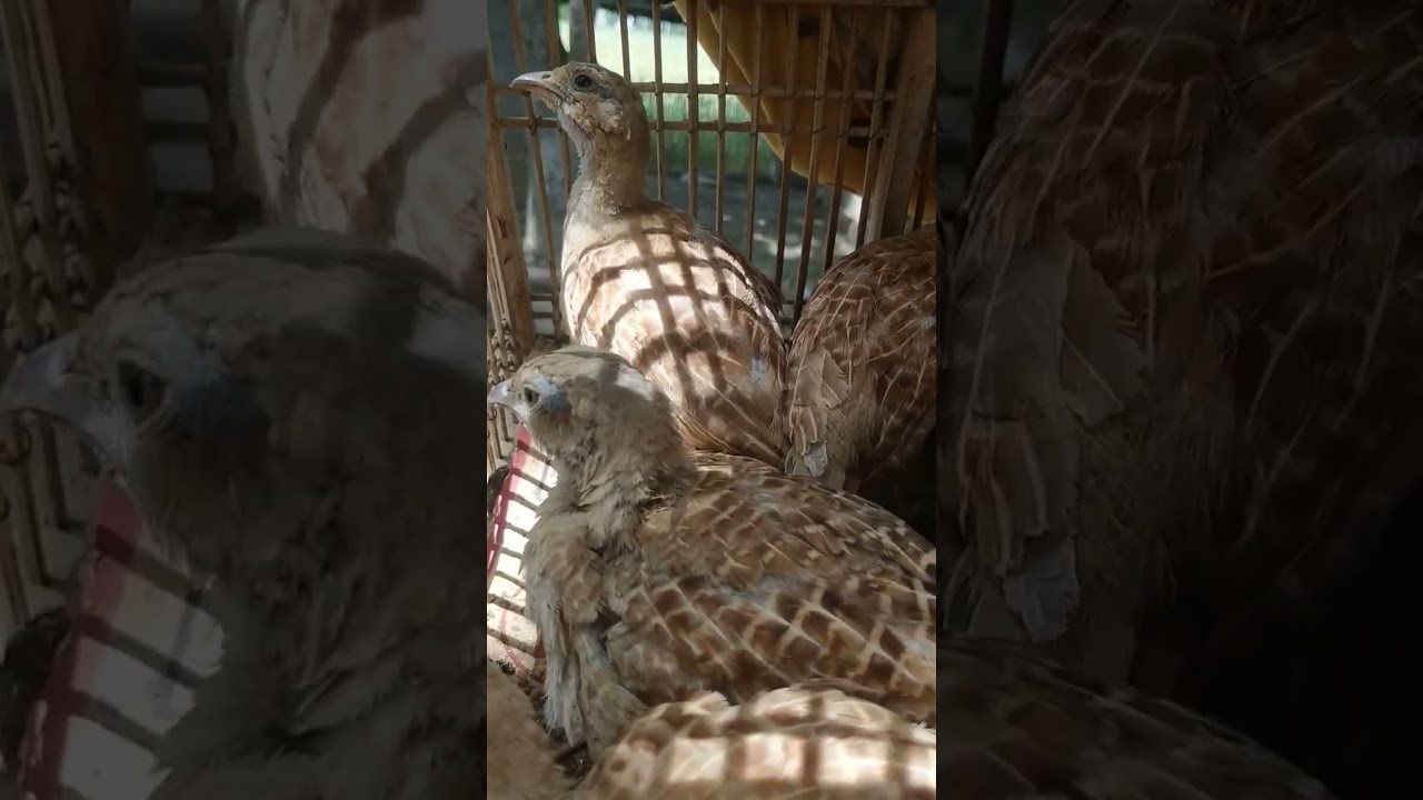 teetar chicks voice | teetar chicks sound | black francolin chicks voice |