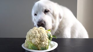 Dogs try Fall Vegetables