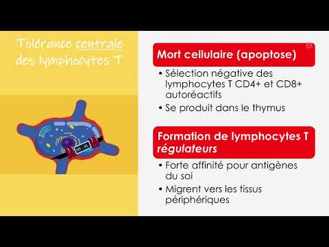 Vidéo: Mécanismes De L'auto-immunité Des Cellules B Dans Le LED