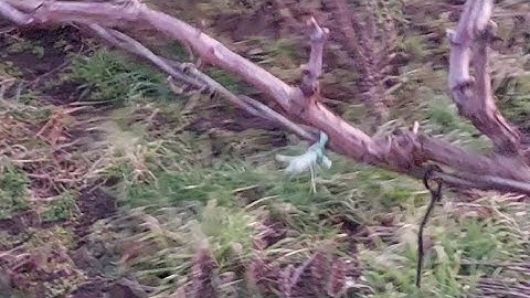 How I prune and restore a neglected grape vines. As a begginer💪