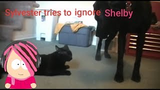 VICTORIA LOVESGAMES: Talking Kitty Cat 5 - Ignoring the dog