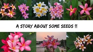 A story about some plumeria seeds !! (How we grew plumeria seeds for the first time)