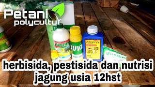 herbisida, pestisida dan nutrisi jagung usia 12hst