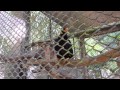 Зоопарк - Кхао Кхео попугай разговаривает