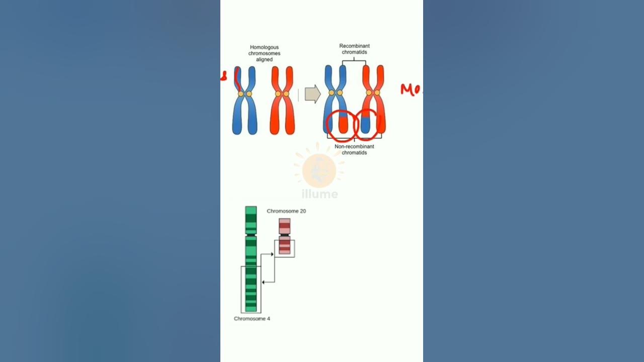 difference-between-crossing-over-and-reciprocal-translocation-study-bio