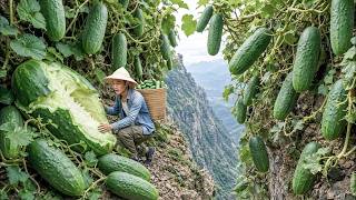 Harvesting Giant Mountain Cucumbers, Go to Market Sell & Farm Cooking | Small Farm Living