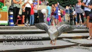 Гусь на музыкальном фестивале Khortytsia Freedom. Запорожье 31.8.2019.