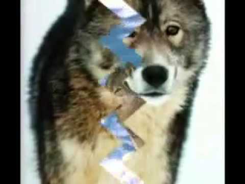 მგლები  VOLKI