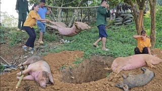 Full video: African Swine Fever, the risks in pig farming. ( Ep 428 )