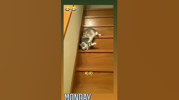 lazy cat #viral  #trending  #shorts  #funnyvideo