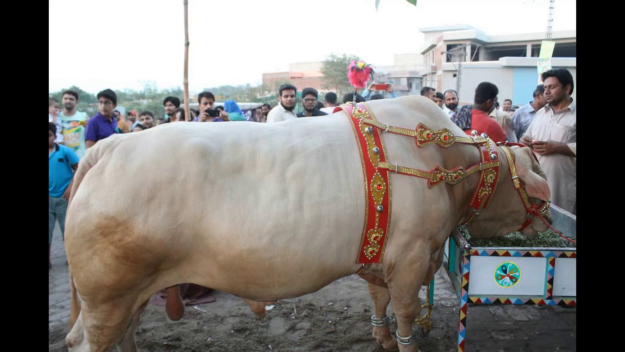 best cows for qurbani in lahore 2017 ||Malik dairy farm ||Australian
