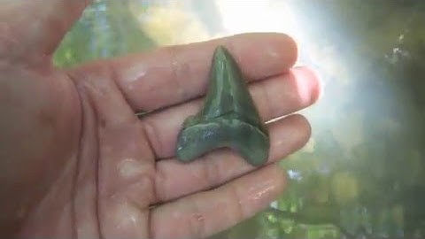 Big Rain Erodes Fossil Shark Teeth from a Creek