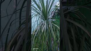 My 6 ft ponytail Palm🤩#youtube shorts video#gardening #plant lovers 💖