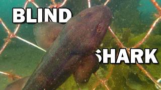 Blind Shark: Life in Opposites 🦈 Animal Fact Files