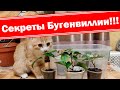 Внимание! Секреты размножения бугенвиллии!!! Черенкование круглый год.