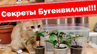 Внимание! Секреты размножения бугенвиллии!!! Черенкование круглый год.