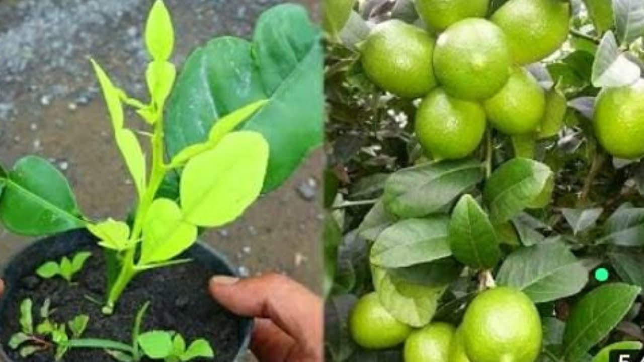Incredibly proven,!!! How to propagate a lemon tree from cuttings II plant a lemon tree cutting