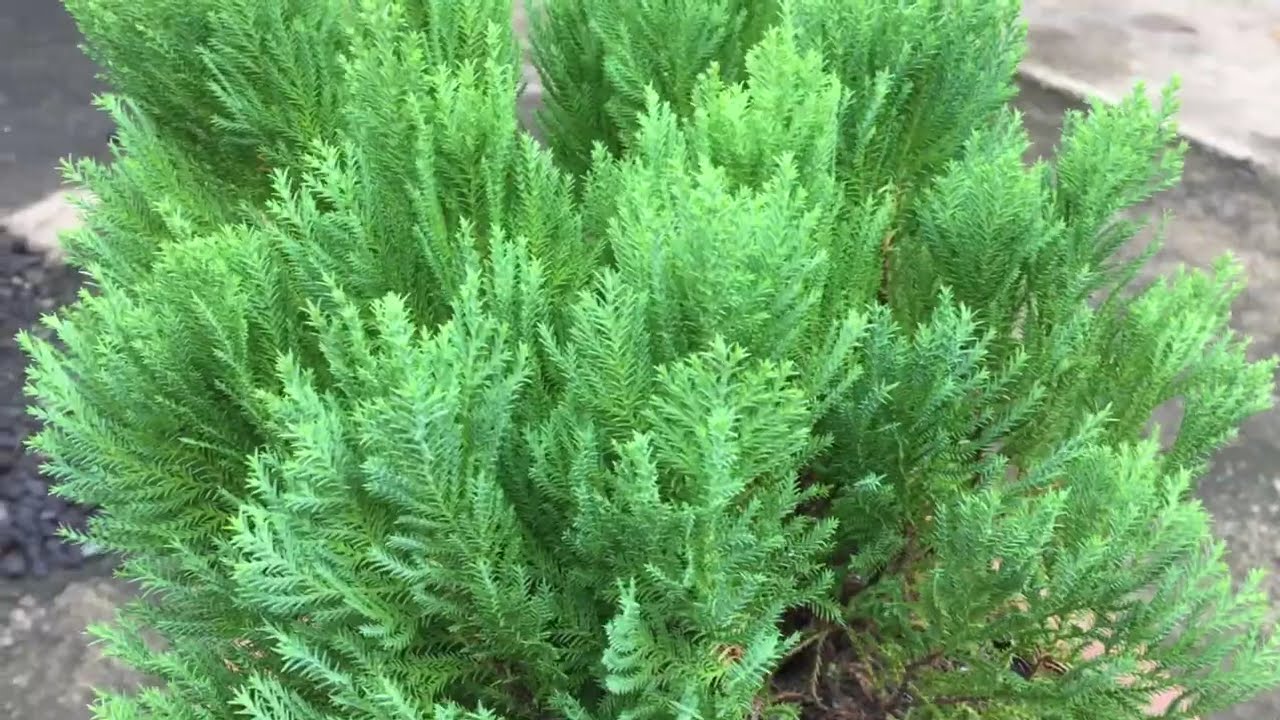 The Beauty of Cypress Pine Tree | Aesthetic Plant | Gardening Life | Halaman | Plant Lover