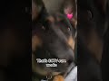 #cctv #germanshepherd #rockwell #somebodyswatchingme