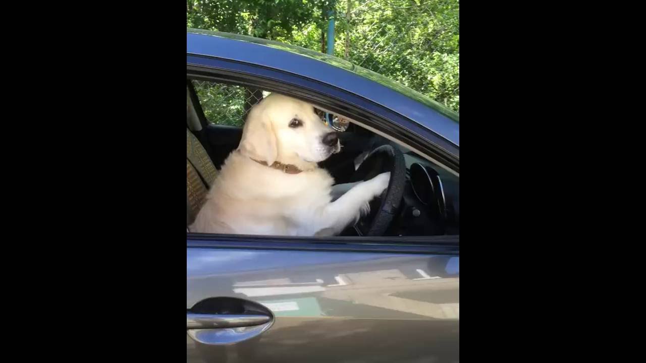 golden retriver driver. dog drive car YouTube