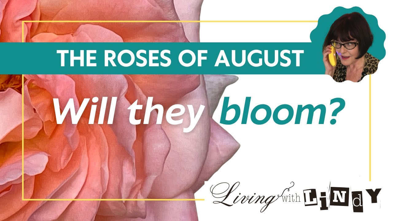 The Roses of August: Will there be a Rosy Reunion after all?