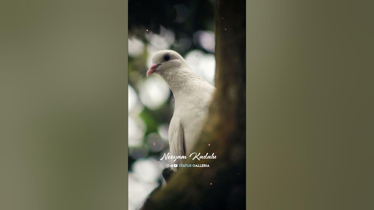🎙️Vathikkalu Vellaripravu | Lyrics Status🎶 #lyricalstatus #sufiyumsujathayum #lyrics_whatsapp_status