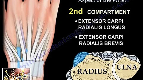 Anatomy Of The Dorsal Aspect Of The Wrist - Everything You Need To Know - Dr. Nabil Ebraheim