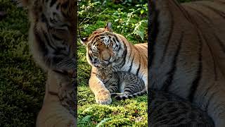 Tiger and Cat Friendly Moment part 3