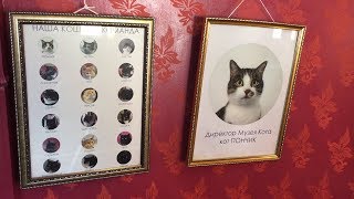 Музей кота встречает гостей