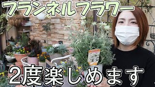 フランネルフラワー お手入れ方法 育て方 おうちでガーデニング 開花園チャンネル Youtube