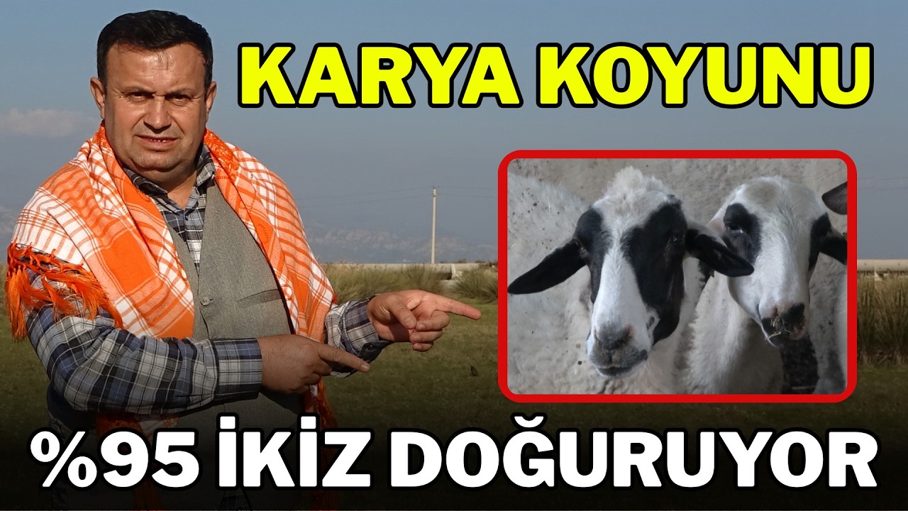KARYA KOYUNUNUN HİKAYESİ