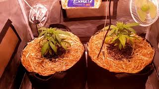 BLUEBERRY MUFFIN π day 39 veg