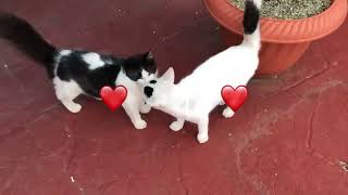 Cuban cats 🐈 in Varadero 🇨🇺  Holiday Romance. STARFISH CUATRO PALMAS VARADERO