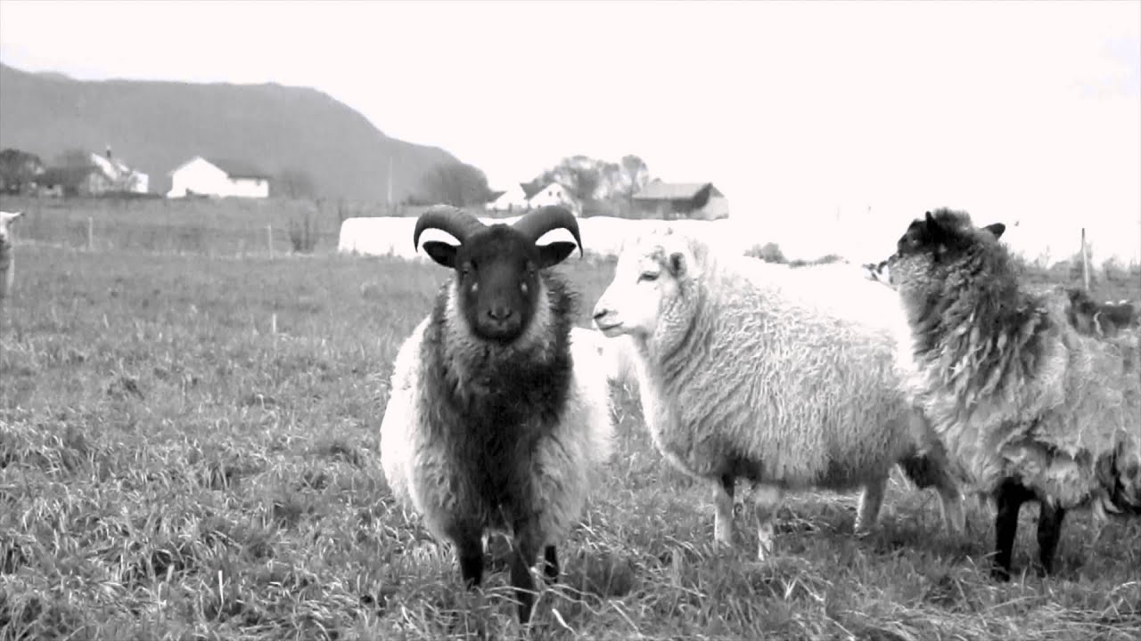 ROCKUMENTARY! with Slutface