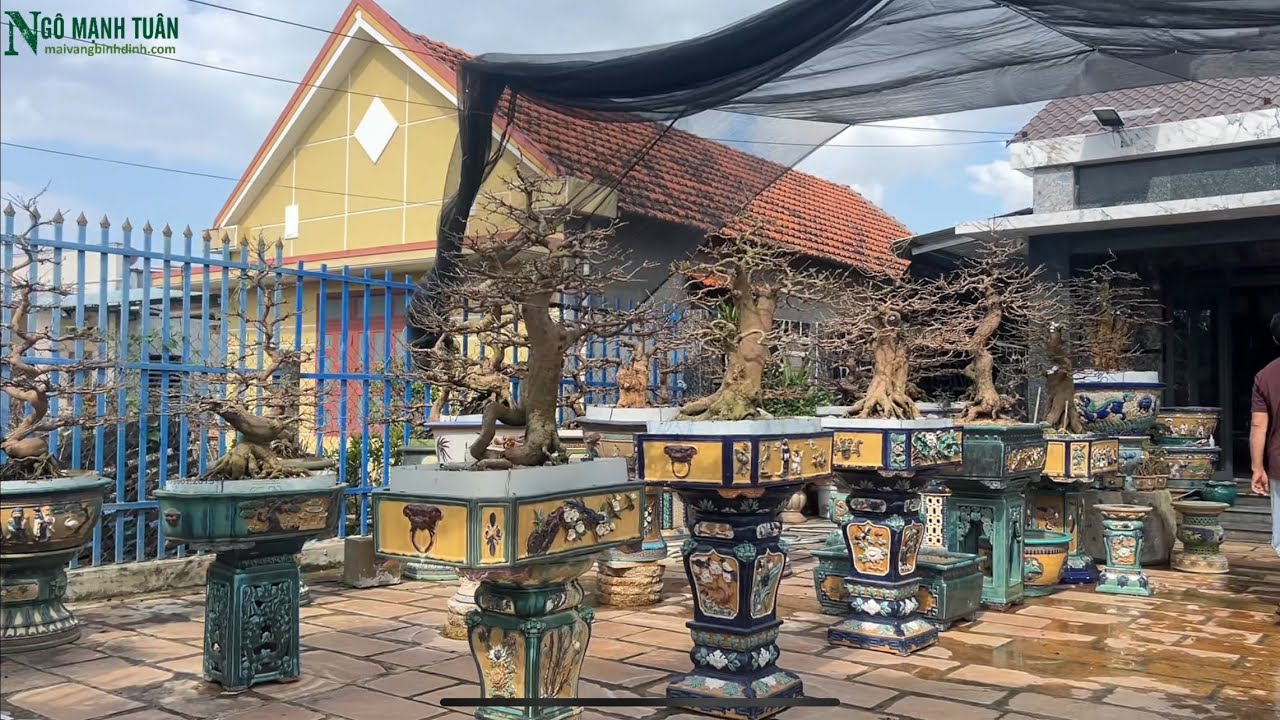 Cùng Tuân Thăm Vườn Mai Bonsai Thiện Trần những  cây mai độc đẹp vừa xuống lá