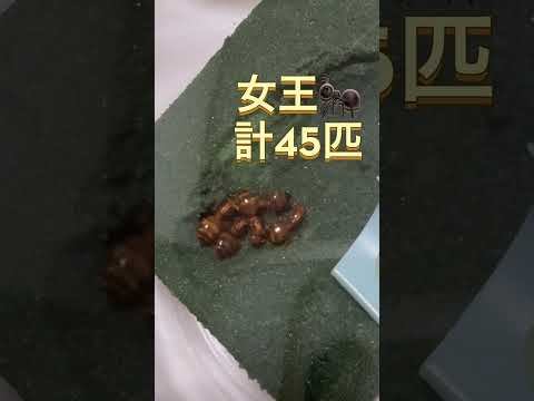 【生物】Vtuberがキイロシリアゲアリの巣(仮)作ったのだ【昆虫】の配信サムネイル