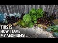 #31 This is how I tame my aeoniums!