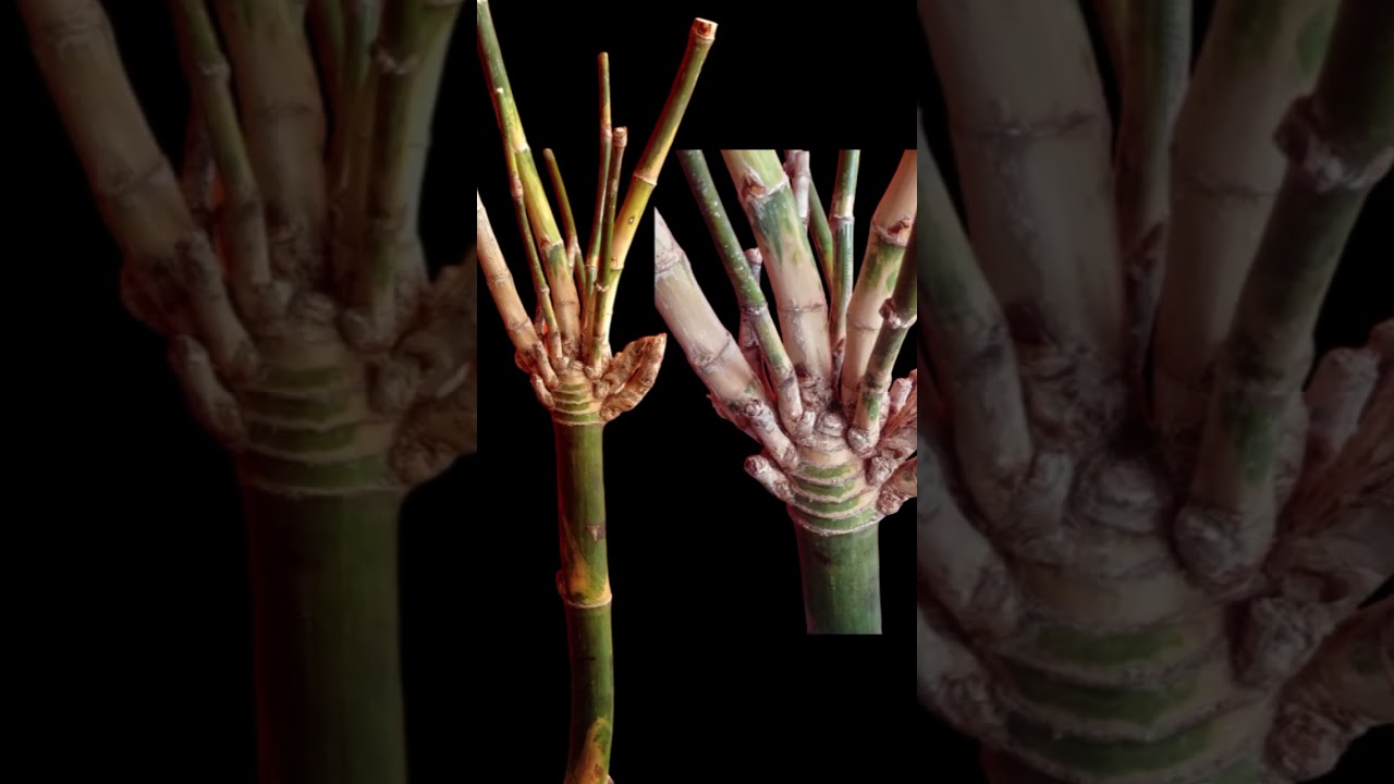 Bambu2 koleksi yg unik..