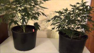 Chemdawg from Humboldt Seed Organization - WW Veg Report 09172013