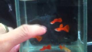 0909 509 155 Full Red