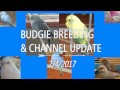 Budgie Breeding Update and Channel Update 2nd April 2017 + youtube situation